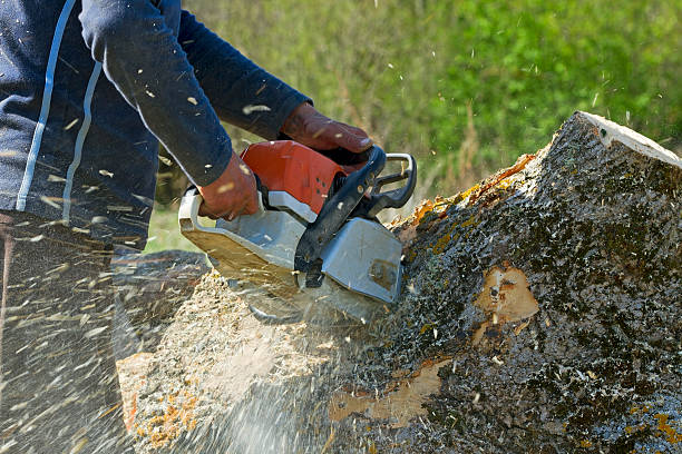 How Our Tree Care Process Works  in  Pine Island, MN